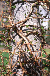 trellis with vine