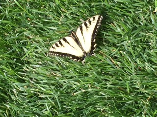 Tiger Swallowtail Summer 2015 2