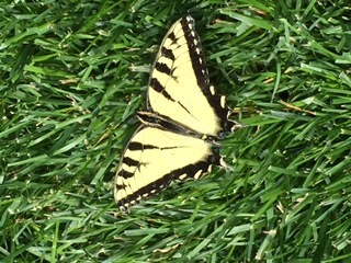 Tiger Swallowtail Summer 2015 3
