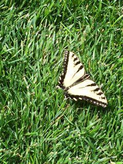 Tiger Swallowtail Summer 2015